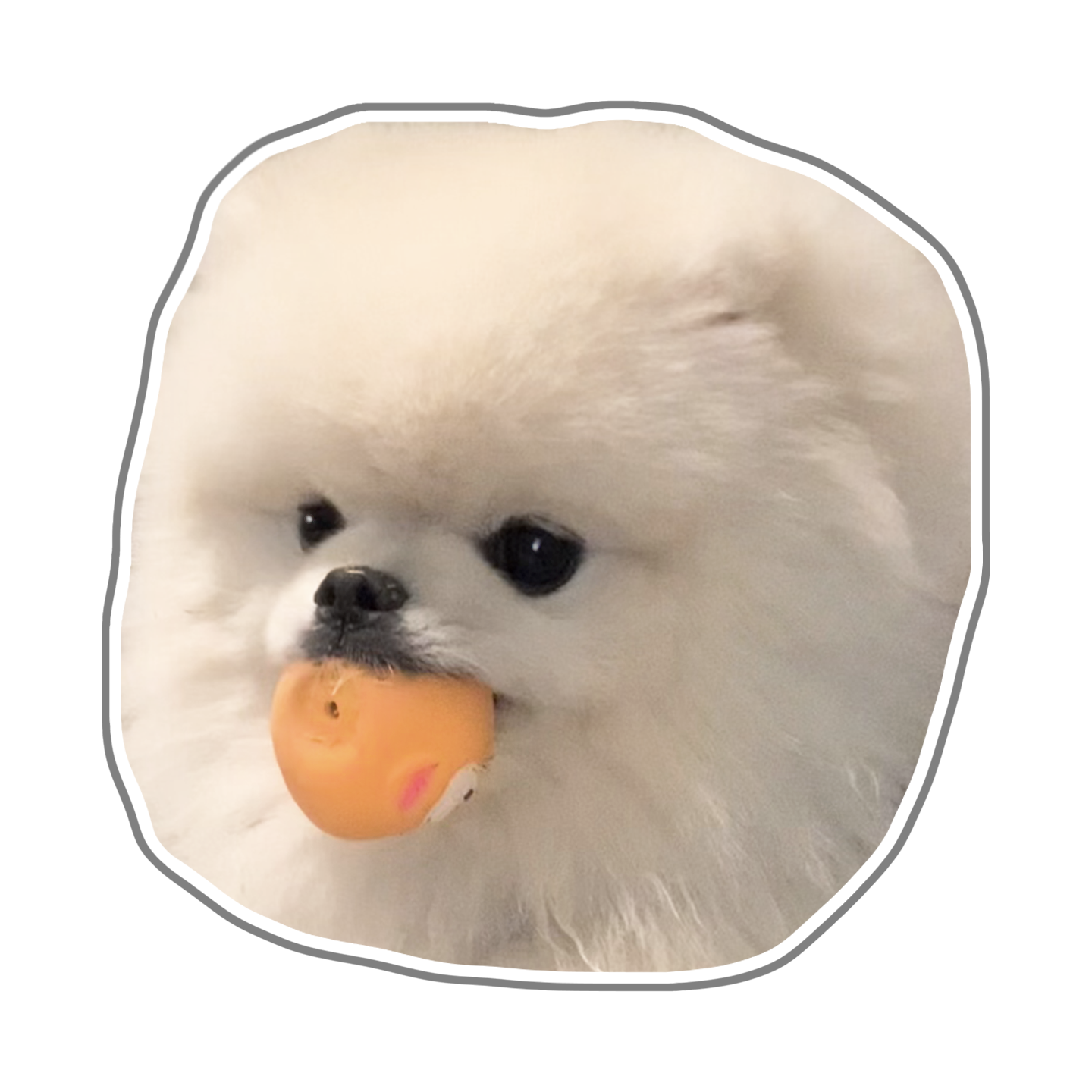 ワンちゃん